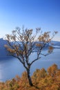 Single tree in autumn colors on the mountain Royalty Free Stock Photo