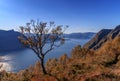 Single tree in autumn colors on the mountain Royalty Free Stock Photo