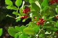 The ultimate Christmas symbol, the Holly or Ilex aquifolium Royalty Free Stock Photo