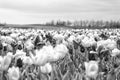 Ultimate guide to tulips season in Holland.Tulip fields colourfully burst into full bloom. Tulips rows landscape. Fresh