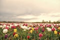 Ultimate guide to tulips season in Holland. Tulips rows landscape. Fresh flowers. Stunning spring colors. Best Places to