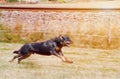 Working dog the rottweiler Royalty Free Stock Photo