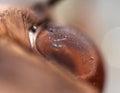 Ultra close up of an eye of a moth