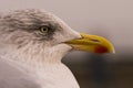 Ultra closeup view of a herring gull at rest