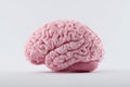 Pink Brain Model on White Surface Royalty Free Stock Photo