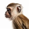 Ultra-detailed Monkey Headshot: Minimal Retouching, Bold Coloration