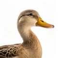 Ultra-detailed Side View Duck Portrait On White Background Royalty Free Stock Photo