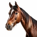 Ultra-detailed Side View Horse Portrait On White Background