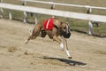 Ultra fast greyhound flying over race track