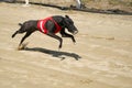 Ultra fast greyhound flying over race track