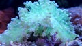 Ultra green euphyllia coral