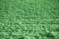 Ultra green grass texture from a field in springtime, design details