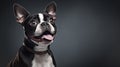 Ultra Hd Boston Terrier Portraiture: Playful And Emotive Digital Manipulation