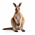 Ultra Hd Kangaroo Image On White Background - National Geographic Quality