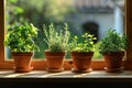 Fresh Herbs Growing in Pots on a Sunny Windowsill Royalty Free Stock Photo