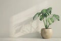 Ultra Hd Visual of Monstera Deliciosa Plant in a Pot by a White Wall Royalty Free Stock Photo
