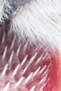 ultra macro close up of a cat& x27;s tongue with papillae