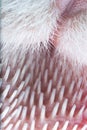 ultra macro close up of a cat's tongue with papillae Royalty Free Stock Photo