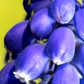 Ultra macro of a common musk hyacinth, Muscari neglectum, in the spring