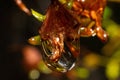 Ultra macro of a dry blossom in a rain drop in the forest Royalty Free Stock Photo