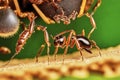 Ultra macro of the mouthparts of a spider creature attacking a tiny ant creature, computer generated creatures, made with Royalty Free Stock Photo