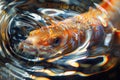 An ultra-macro photograph of a goby fish in its underwater environment