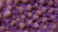 Ultra macro polyps scene from Montipora short polyp stony coral