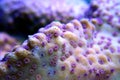 Ultra macro polyps scene from Montipora short polyp stony coral