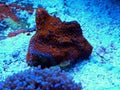 Ultra macro polyps scene from Montipora short polyp stony coral