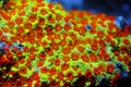 Ultra macro polyps scene from Montipora short polyp stony coral