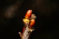 Ultra macro of red buds after the rain against a dark background Royalty Free Stock Photo