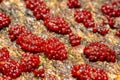 Ultra macro of a Red group of spore-producing organisms feeding on a tree trunk Royalty Free Stock Photo