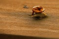 Ultra macro from a rusty screw with its head sticking out of the splintered wood of a board Royalty Free Stock Photo