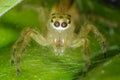 Ultra macro shot of a yellow jumping spider with webs in the background