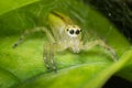 Ultra macro shot of a yellow jumping spider with webs in the background. Sitting on a green leaf