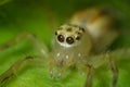 Ultra macro shot of a yellow jumping spider with webs in the background