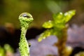 Ultra macro of a tiny green vegetation with rain drops and freshness Royalty Free Stock Photo