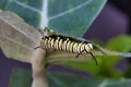 Etxreme close-up of a bright yellow, white, and black monarch catepillar feeding on milkweed.. Royalty Free Stock Photo