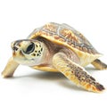 Ultra Quality Picture of a Photo Loggerhead Turtle, Isolated on a White Background Royalty Free Stock Photo