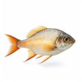 Ultra-realistic Fish Photo With Soft Lighting And Super Detail