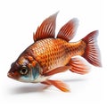 Ultra-realistic Fish Photo With Super Detail And Soft Lighting