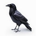 Ultra realistic full body black raven isolated on white background. Generative AI Royalty Free Stock Photo