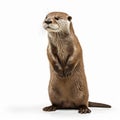 Ultra-realistic Otter Photo With Super Detail And Soft Lighting