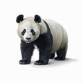 Ultra-realistic Panda Photo With Soft Lighting And Super Detail