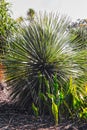 Ultra spikey dessert plant gowing in botanical garden in Brisbane Australia Royalty Free Stock Photo