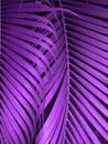 Ultra Violet background made of fresh green leaves. Ultra Violet backdrop for your design. Trendy color concept of the year. Royalty Free Stock Photo