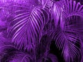 Ultra Violet background made of fresh green leaves. Ultra Violet backdrop for your design. Trendy color concept of the year. Royalty Free Stock Photo