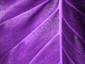 Ultra Violet background made of fresh green leaves. Ultra Violet backdrop for your design. Trendy color concept of the year. Royalty Free Stock Photo