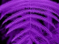 Ultra Violet background made of fresh green leaves. Ultra Violet backdrop for your design. Trendy color concept of the year. Royalty Free Stock Photo