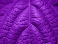 Ultra Violet background made of fresh green leaves. Ultra Violet backdrop for your design. Trendy color concept of the year. Royalty Free Stock Photo